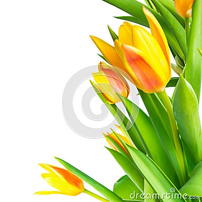 Blossoming bunch spring yellow Tulips flower colorful is isolate Stock Photo