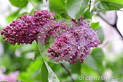 The blossoming bush Lilac during a rain Stock Photo