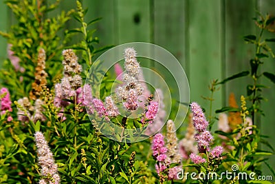 Spirey billardii. Garden plant. Stock Photo