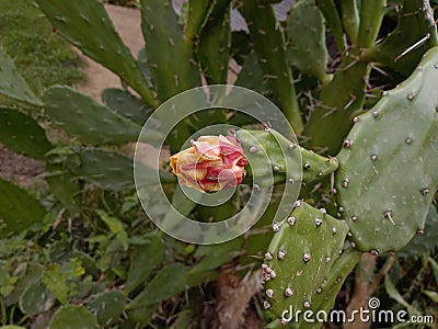 Blossoming of cactus Stock Photo