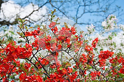 Blossoming Chaenomeles Stock Photo