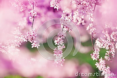 Blossoming cherry branch with beautiful spring flowers against pink green background. Morning nature landscape in springtime park Stock Photo