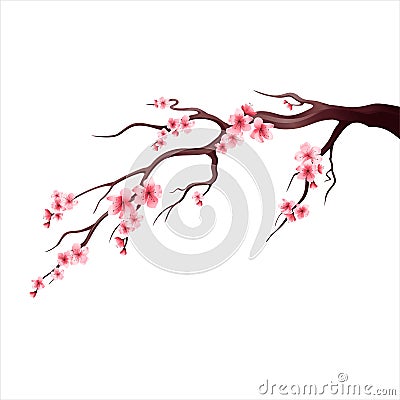 Blossoming cherry branch on a white background Vector Illustration