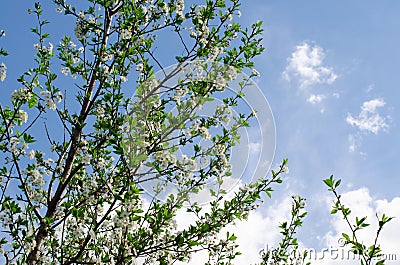 Blossoming cherry orchard. Cherry blooms Stock Photo