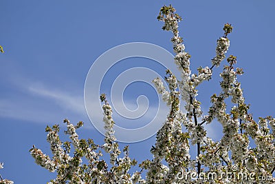 A blossoming cherry tree against the blue springtime sky Stock Photo