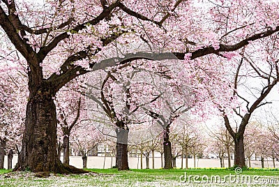 Blossoming cherry trees with dreamy feel Stock Photo