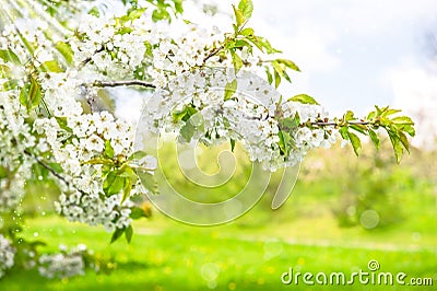 Blossoming of cherry trees. Spring flowers with sun rays Stock Photo