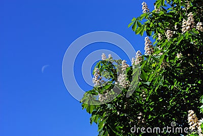 Blossoming chestnut Stock Photo