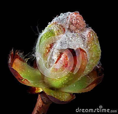 Blossoming chestnut bud. spring tree bud Stock Photo