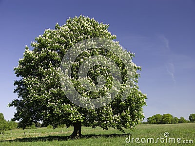 Blossoming Chestnut Tree Stock Photo