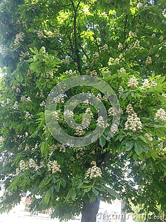 Blossoming chestnut tree in spring closeup Stock Photo