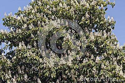 Blossoming chestnut tree in spring. Stock Photo