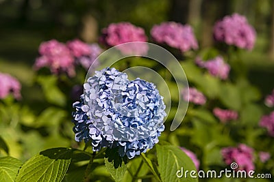 Blossoming colorful flowerbeds Stock Photo