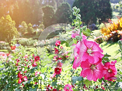 Blossoming colorful flowerbeds in summer Stock Photo