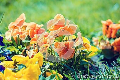 Blossoming colorful viola flowers Stock Photo