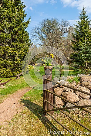 Blossoming daffodils on a gatepost in a garden Stock Photo