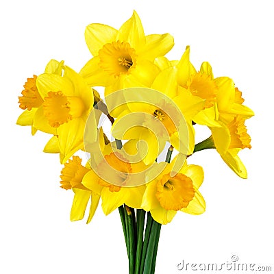 Blossoming daffodils isolated on white Stock Photo