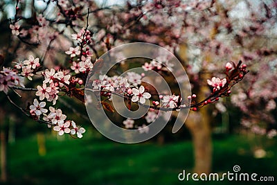 Blossoming delicate pink flowers of a fruit tree branch Stock Photo