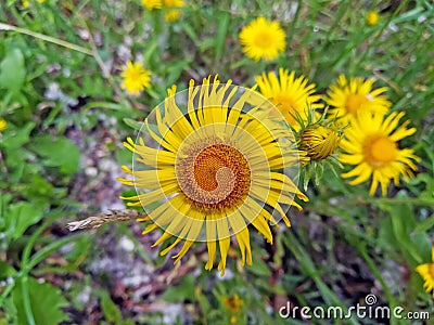 Inula helenium Stock Photo