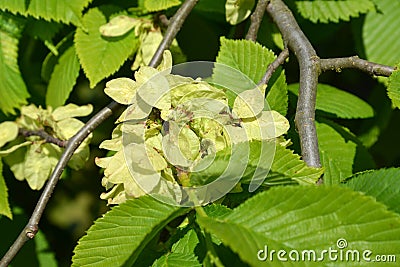 The blossoming elm rough, a form drooping (Ulmus glabra Huds., Stock Photo