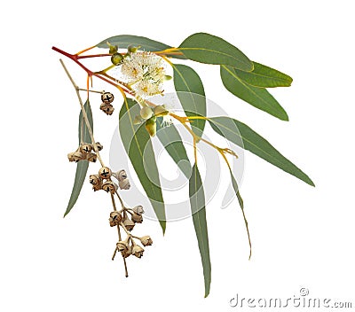 Blossoming eucalypt with dried fruits. Isolated on white background Stock Photo