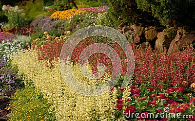 Blossoming flowerbeds Stock Photo