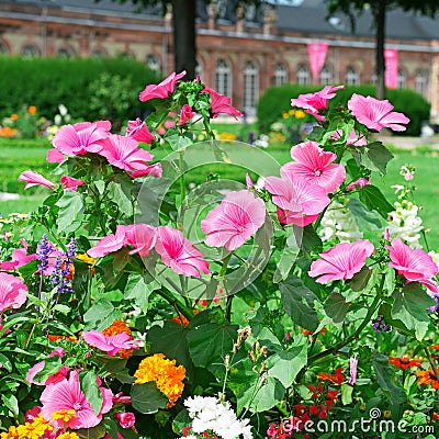 Blossoming flowerbeds Stock Photo