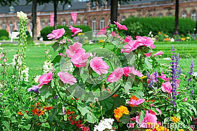 Blossoming flowerbeds Stock Photo