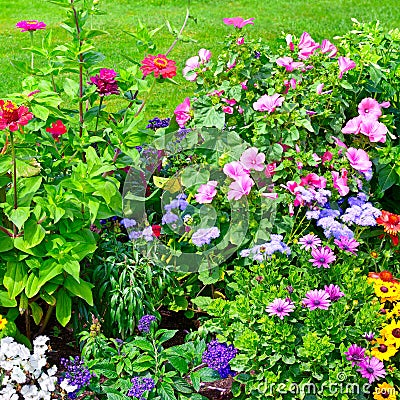 Blossoming flowerbeds Stock Photo