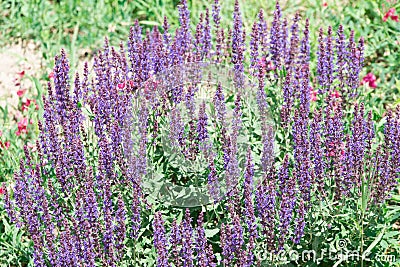 Blossoming flowerbeds Stock Photo