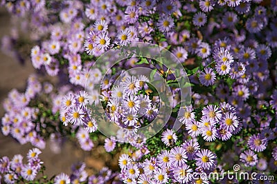 Blossoming flowerbeds Stock Photo