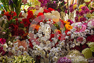 Blossoming flowerbeds Stock Photo