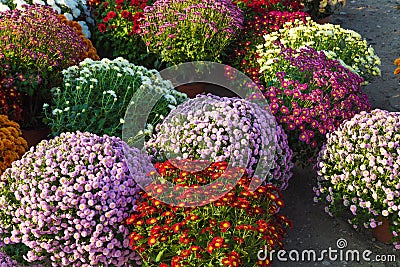 Blossoming flowerbeds Stock Photo