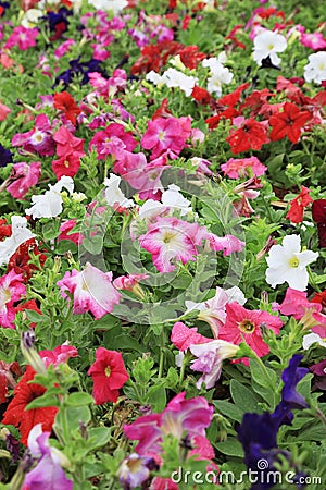 Blossoming flowerbeds in the park Stock Photo