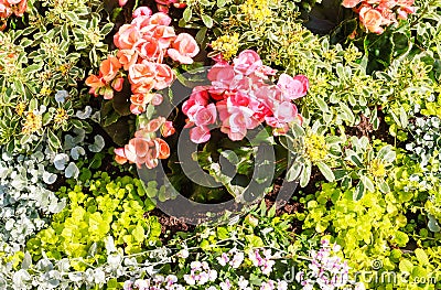 Blossoming flowerbeds in the park Stock Photo