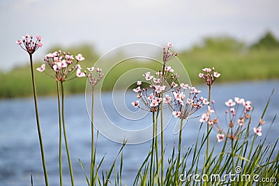 Blossoming flowering rush (Butomus umbellatus L.) about water Stock Photo