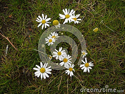 Blossoming forest camomiles in grass Stock Photo
