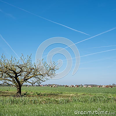 blossoming fruit trees and grazing cows in betuwe near tiel and geldermalsen Stock Photo