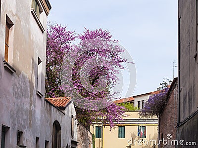 Blossoming judas tree in Padua city in spring Stock Photo