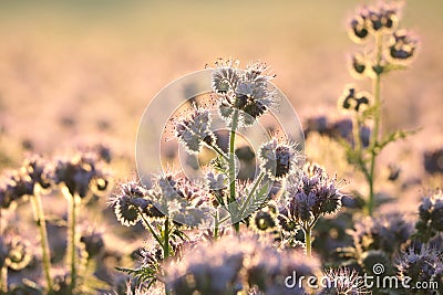 blossoming lacy phacelia tanacetifolia on the field at sunrise close up of fresh spring flowering in illuminated by rising sun Stock Photo