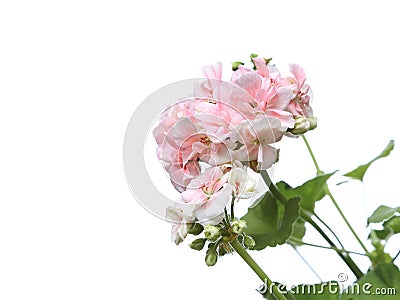 Blossoming light pink geranium flower branch Stock Photo