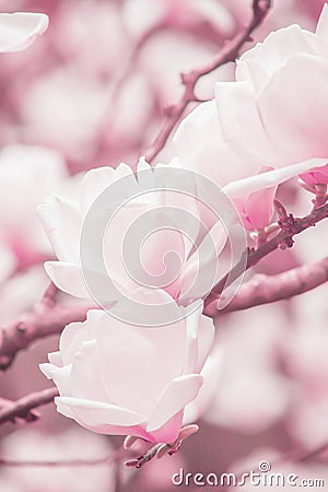 Blossoming light pink magnolia flowers are in the branches of magnolia trees, soft winter sunrise shines on pink flowers Stock Photo