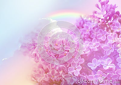 Blossoming lilac and amazing sky with rainbow on background, toned in unicorn colors Stock Photo