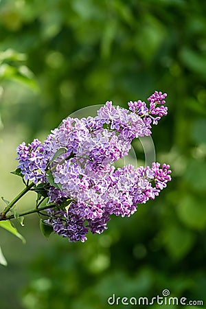 Blossoming lilac bush in summer garden, natural light shot Stock Photo