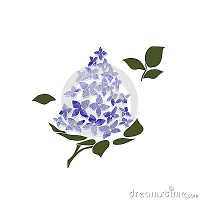 Blossoming lilac on white background. Lilac branch flower drawing, illustration. Cartoon Illustration