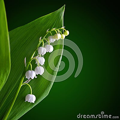 Blossoming lilly of the valley Convallaria majalis with green leaf. Stock Photo