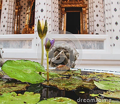 Blossoming lotus flower in buddhist temple Stock Photo