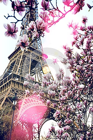 Blossoming magnolia against the background of Eiffel Tower Stock Photo