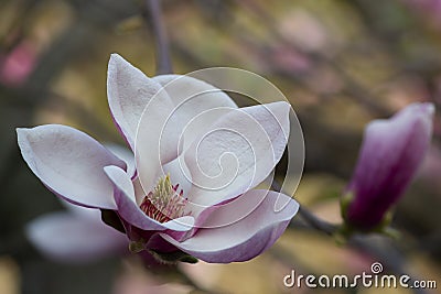 Blossoming magnolia in a garden close up Stock Photo