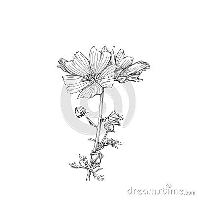 Blossoming mallow on a white background Stock Photo
